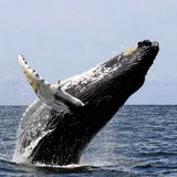 Crypto $WHALE