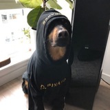 CZ'S DOG $CLEO