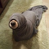 Seal Dog