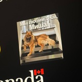 Vitalik's Dog $MISHA