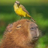 #1 Chill Animal - $CAPYBARA Portal