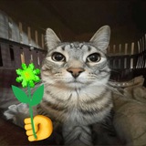 cat from blum bot [chat]