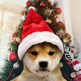 DOGWIFMAS | $WIFMAS