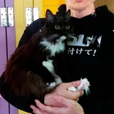 Vitalik’s cat - Tsuma