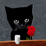$bro the cat
