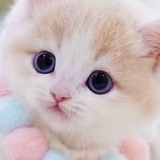Sweetcoin