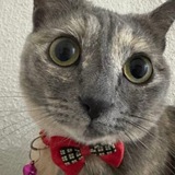 Just Elizabeth Cat