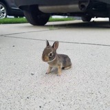 ʷᵒʳˡᵈˢ ˢᵐᵃˡˡᵉˢᵗ ᵇᵘⁿⁿʸ