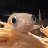 Linguini The Snake (Year of The Snake)