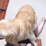 打倒🐶庄日出金彩