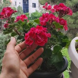ترنج~نام من عشق است آیا می‌‏شناسیدم؟~