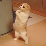 $LOLCAT