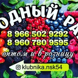 Клубника из Киргизии в Новосибирск!