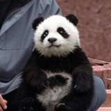 $BAO - ETH PANDA - Portal