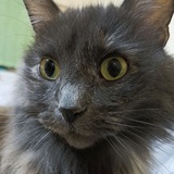 Собаки, коты и немного абсурда