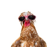 Gallo the hen Portal
