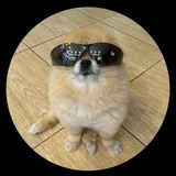 Kori The Pom | Portal