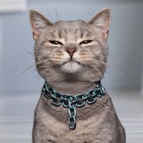 CatOnChain