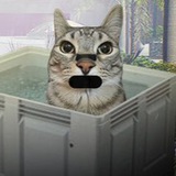 Meowtine | Portal