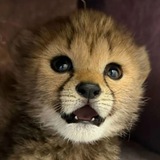 $ZOLA - The baby cheetah