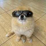 $KORI THE POM