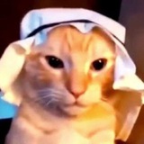 Habibi Cat | BNB