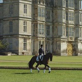 LOUGHREY: The Equestrian Bloodlines.