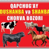 Chorva mol bozori Qapchug‘ay