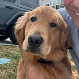 Tony | Official goodest boy