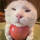 Jenga Cat