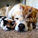 Помощь животным ДНР🐶🐱