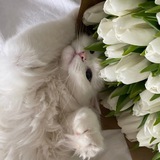 _umaraliyevnaa_