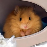 OG Wooly Mouse