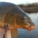 The carp is back.