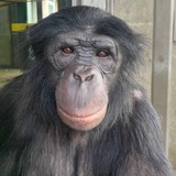 monkeystyle