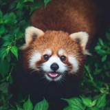 秘密花园🤡放映厅