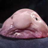 $BLOBBY