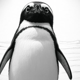 Penguin Tariff