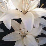 "Kasih Sayang" semoga kamu terhibur dengan cerita milik sayang! 33 hari aku akan selalu bercerita: i love yapping! 👀