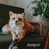 Juniper The Fox