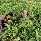 **کشت و کاڵ**