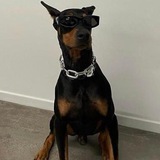 Pyro - Kendall's Dog