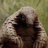 Netflix's Pangolin $KULU CTO