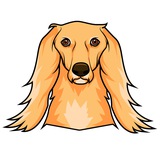 Saluki - NATIONAL DOG OF DUBAI - PORTAL