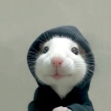 hood rat cto