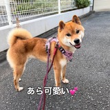 SUI-CHAN - New Dog by Riko.Wako.Mama