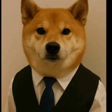 Dog in Vest