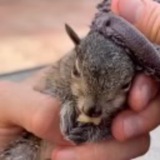 Blueberry The Squirrel