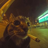 Do Cats Dream of Laser Pointers?