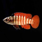 Aquarium Lab чат | Аквариумистика, аквариум, террариум